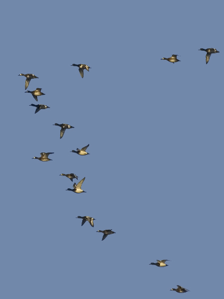 Lapasotka, Greater Scaup, Aythya marila